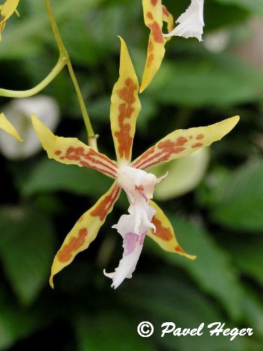 Odontoglossum constrictum